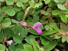 Desmodium
