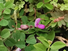 Desmodium
