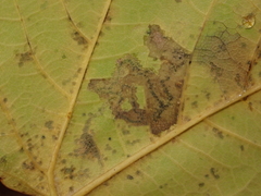 Stigmella speciosa