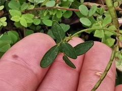 Desmodium