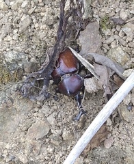 Trypoxylus dichotomus