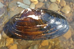 Strophitus undulatus