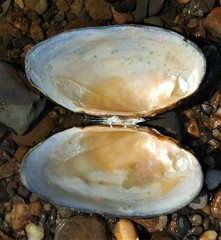 Strophitus undulatus