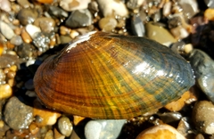 Strophitus undulatus