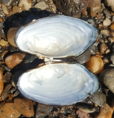 Strophitus undulatus