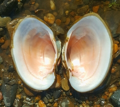 Lampsilis cardium
