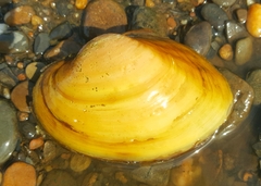 Lampsilis cardium