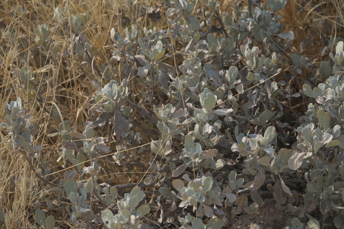 Gold and silver petalbush (Petalidium englerianum)