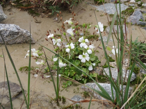 Siberian Saxifrage (Saxifraga sibirica)