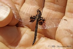 Celithemis martha