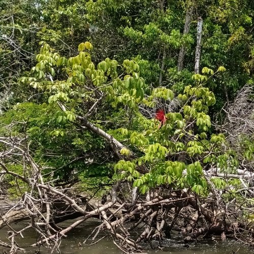 Wild chestnut (Pachira insignis)