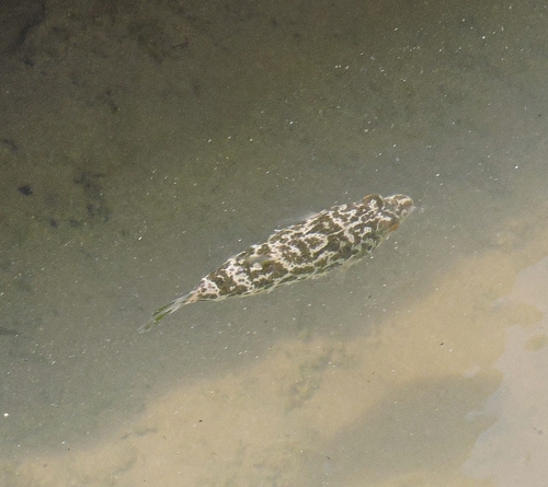 Sphoeroides greeleyi