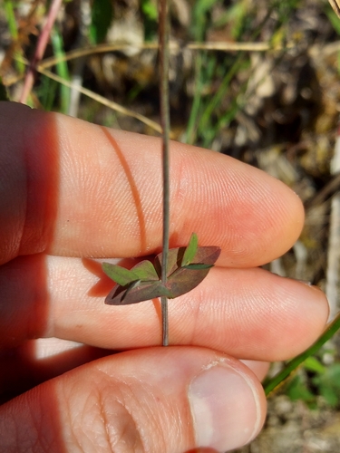 Claspingleaf St. Johnswort (Hypericum gymnanthum)