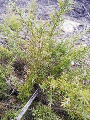 Ulex argenteus argenteus