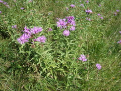 Centaurea phrygia abnormis