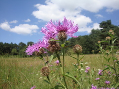 Centaurea phrygia abnormis