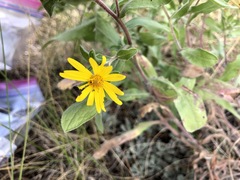 Heterotheca villosa foliosa