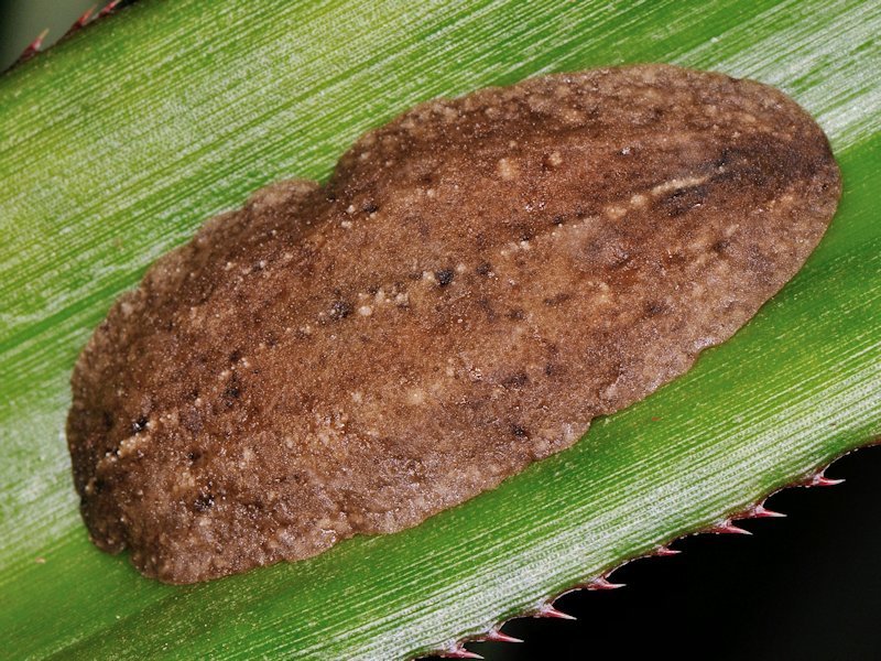 Filicaulis seychellensis