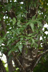 Bursera graveolens