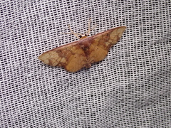 Metallaxis semipurpurascens