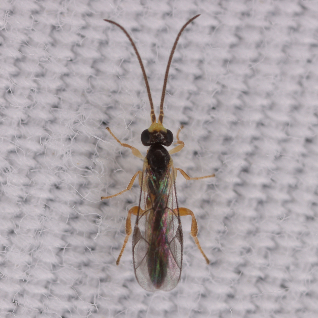 Orthocentrus