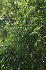 Bursera graveolens