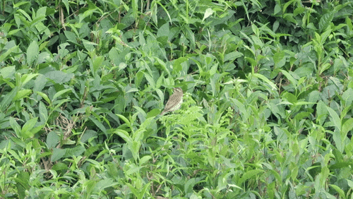 Whinchat