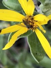 Heterotheca villosa foliosa