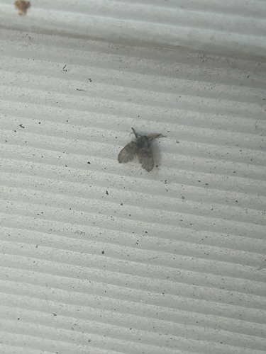 Unknown species found near Mapleleaf Ct NW, Salem, OR, US