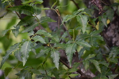 Bursera graveolens