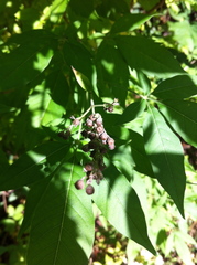 Vitex negundo negundo
