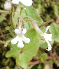 Streptocarpus pentherianus