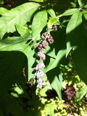 Vitex negundo negundo