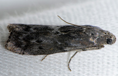 Sciota subcaesiella
