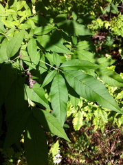 Vitex negundo negundo