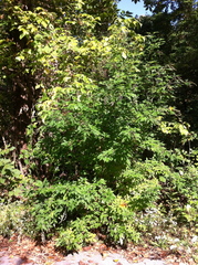 Vitex negundo negundo