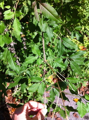 Vitex negundo negundo