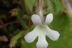 Streptocarpus pentherianus