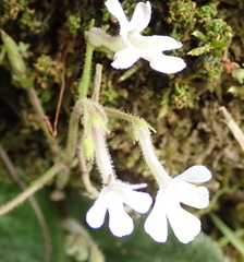 Streptocarpus pentherianus