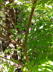 Vitex negundo negundo