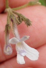 Streptocarpus pentherianus