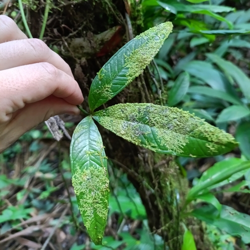 Anthurium moonenii