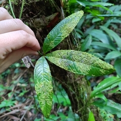 Anthurium moonenii