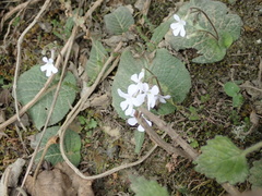 Streptocarpus pentherianus