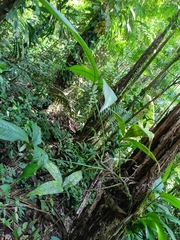 Anthurium moonenii, photograph (c) Guillaume Delaitre, some rights reserved (CC BY)