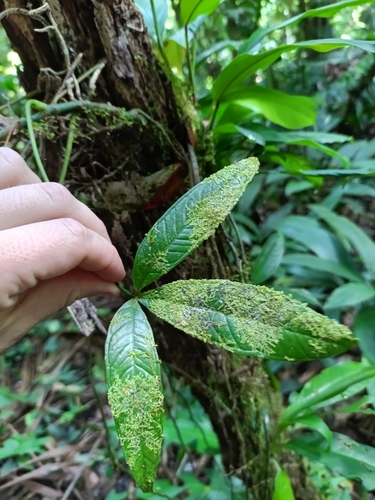 Anthurium moonenii, photograph 4