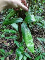 Anthurium moonenii, photograph (c) Guillaume Delaitre, some rights reserved (CC BY)