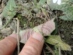 Streptocarpus pentherianus