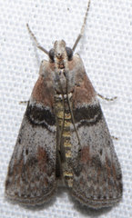 Sciota vetustella