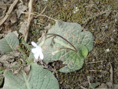 Streptocarpus pentherianus